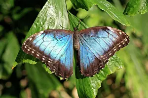 South American Insects Stampe: Blue Morpho, (Morpho anaxibia), South America, Imago