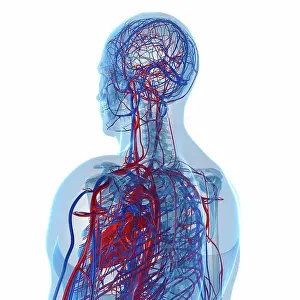 Stampe di Sistema cardiovascolare, artefatto computerizzato Immagini datate 11 maggio 2012: Sistema cardiovascolare, artefatto computerizzato.