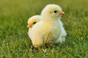 Springtime Easter Decorations Stampe: chick easter chick easter yellow