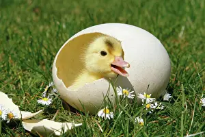 Anatidae Birds Stampe: chick - in eggshell