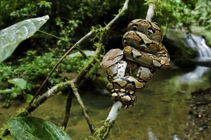 Reticulated Python Stampe: Close up of juvenile reticulated python (Python reticulatus) resting on sapling