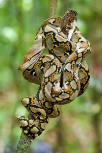 Reticulated Python Stampe: Close-up of juvenile reticulated python (Python reticulatus) resting on sapling
