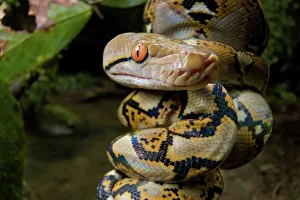 Reticulated Python Stampe: Close-up of juvenile reticulated python (Python reticulatus) resting on sapling