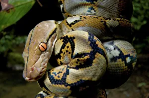 Poisonous Reptile Images Stampe: Close-up of juvenile reticulated python (Python reticulatus) resting on sapling
