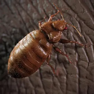 Cimex Lectularius Stampe: A close up view of the Cimex Lectularius or bedbug