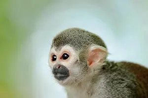 Scimmia Scoiattolo Comune Stampe: Scimmia Squirling comune (Saimiri sciureus)