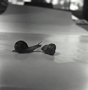Conchiglia Stampe: Conchiglia di conchiglia e una lumaca.