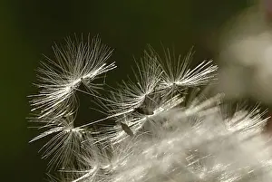 Common Dandelion Plant Stampe: Dandelion