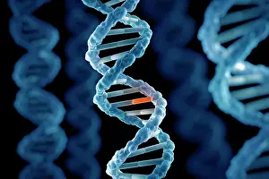 Deoxyribonucleic Acid Stampe: DNA Structure