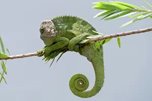 Stampe di Il camaleonte Fischer appeso a un albero Camaleonti Stampe: Il camaleonte Fischer appeso ad un albero.