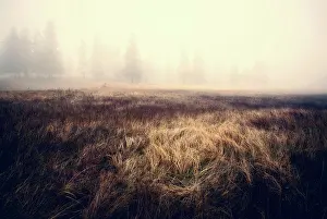 Stampe di Il nebbia quasi oscura gli alberi di pino, la luce cade su un pezzo di erba lunga 2015 Stampe: Il fumo quasi che oscura gli alberi di pino, la luce cade su un pezzo di lunga erba.