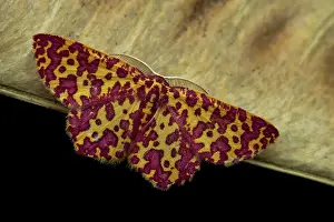Lepidoptera Species Stampe: Geometer moth (Chrysocraspeda anthocroca), Analamazaotra Madagascar