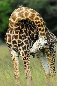African Giraffe Stampe: Giraffe (Giraffa camelopardalis)