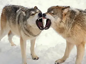 Canis Lupus Behavior Stampe: Gray Wolves Baring Their Teeth