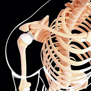 Human Skeleton Anatomy Stampe: Human skeleton, computer artwork