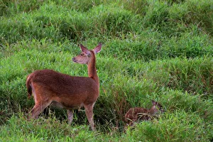 Mauritius Wildlife Stampe: Java Deer. Mauritius