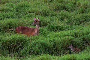 Mauritius Wildlife Stampe: Java Deer. Mauritius