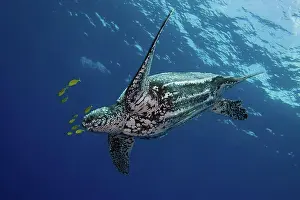 Critically Endangered Animals Stampe: Leatherback Turtle
