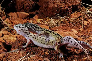 Stampe di La riproduzione del gecco leopardo Geco Leopardo Stampe: La riproduzione del gecco leopardino.