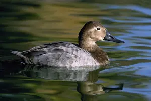 Wild Duck Images Stampe: License this image at https://www