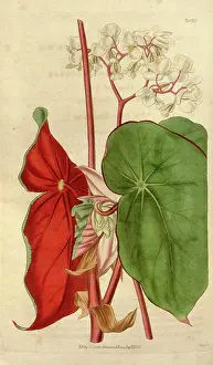 Antique Botanical Artwork Stampe: License this image at https://www