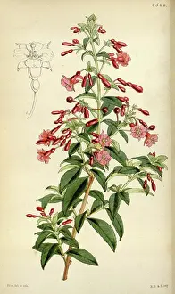 Antique Botanical Illustration Stampe: License this image at https://www