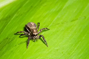 Macro Photography Of Insects Stampe: Macro spider on the leaf