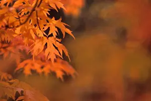 Maple Trees In Autumn Season Stampe: MAPLE TREE IN FALL
