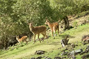 Indian Ocean Wildlife Stampe: Mauritius, Java deer, (Cervus timorensis rusa)