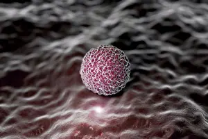 Agosto Stampe: Visualizzazione a stile microscopico di una morula umana.