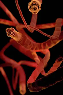 TapeWorm Stampe: Visualizzazione a stile microscopico di tenie (Cestoda).