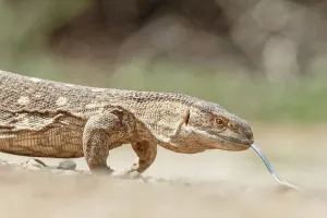 Monitor Lizard Stampe: Monitor Lizard, Varanus, Isolated background