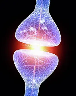 Nerve Synapse Stampe: Nerve synapse. Computer artwork of a junction