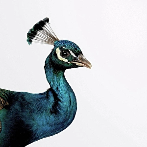 White Background Animal Themes Stampe: Peacock