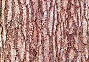 Pine Tree Bark Texture Stampe: Pine tree bark texture. Pine tree bark texture