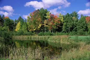 Nature Reflections Stampe: Reflection of trees in water