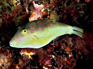 Gran Canaria Marine Life Stampe: Sharphead pufferfish (Canthigaster rostrata)