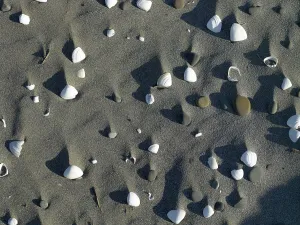 Beach Shells Stampe: Shells and pebbles on the sand