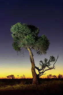 African Flora Stampe: Shepherd's tree, Witgat, Mohlªpi