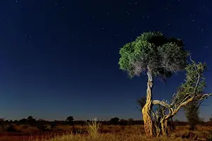 African Flora Stampe: Shepherd's tree, Witgat, Mohlªpi