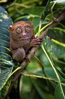 Exotic Wildlife Photography Stampe: Small monkey perched in tree