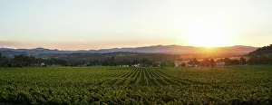 Vineyard Sunset Stampe: Sunset over Vineyard