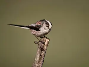 Stampe di Tailmis Vogel Stampe: Tailmis