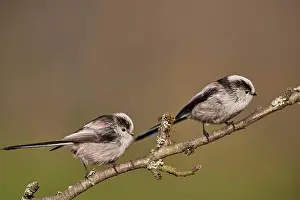 Germany Wildlife Fauna Stampe: Tailmis