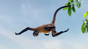 Black Handed Spider Monkey Stampe: Tree acrobats