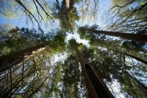 Low Angle Tree Photography Stampe: Trees From Low Angle