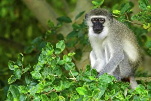 African Mammal Photos Stampe: Ververt Monkey (Cercopithecus aethiops)