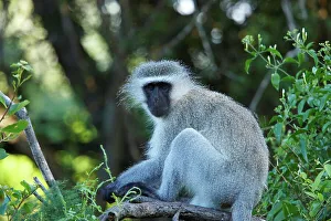Protected Area In Africa Stampe: Ververt Monkey (Cercopithecus aethiops)
