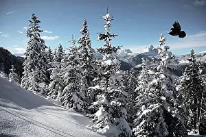 Alpine Climbing Stampe: Winter