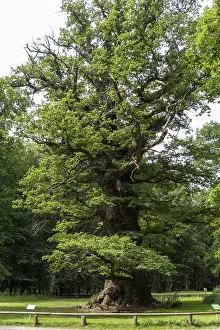 Northern Germany Landmarks Stampe: 1000-year-old oak, Ivenacker Eichen